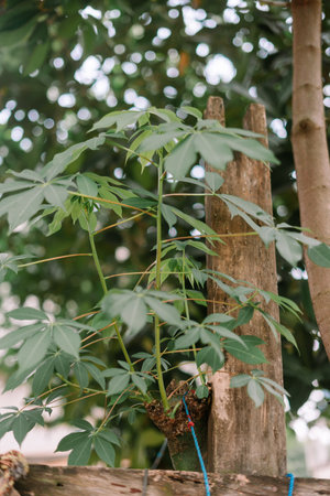 Close-up view of a cassava plant growing beside a wooden pole. Captures the vibrant green foliage and natural beautyの写真素材