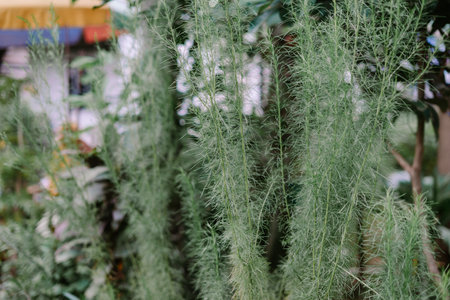 Close-up of Foeniculum Vulgare foliage. The wispy, light green textures create a natural, organic background.の写真素材