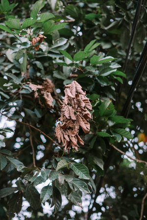 Cluster of desiccated leaves amidst thriving foliage. A mix of decay and vitality in a lush jungle...