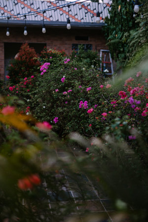 Idyllic backyard setting with vibrant bougainvillea blossoms, charming brick building, and festive string lights creating a tranquil ambiance.の写真素材