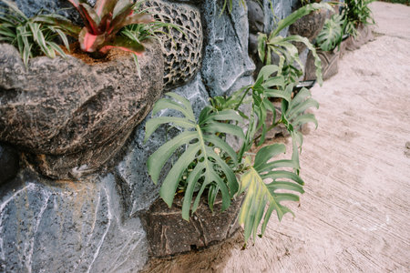 Stone wall decorated with tropical plants creating a refreshing and inviting garden landscapeの写真素材