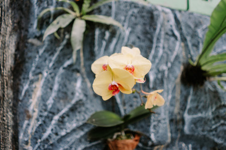 Vibrant yellow orchids bloom beautifully against a rustic textured rock wall, showcasing natures elegance in a close-up viewの写真素材