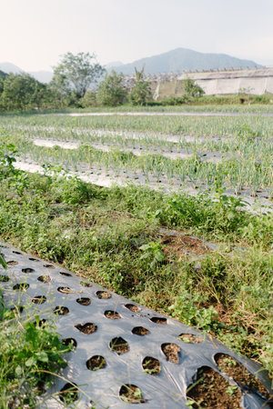 Healthy scallion (green onion) plants ready to harvest. The soil is covered with plastic mulch for moisture retention and weed control.の写真素材