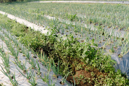 Healthy scallion (green onion) plants ready to harvest. The soil is covered with plastic mulch for moisture retention and weed control.の写真素材