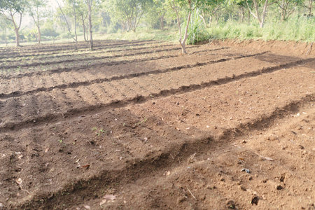 Agricultural field with freshly planted peanut crops. Two weeks after planting, the soil is still bare with no visible growth or sproutsの写真素材