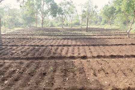 Agricultural field with freshly planted peanut crops. Two weeks after planting, the soil is still bare with no visible growth or sproutsの写真素材