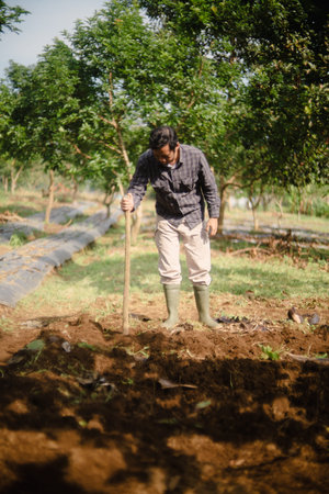 A peanut farmer manually creating holes in the soil using a wooden stick to plant peanut seeds....