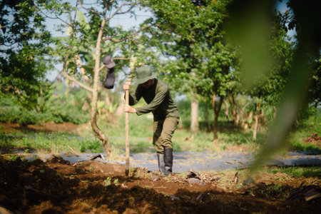 A peanut farmer manually creating holes in the soil using a wooden stick to plant peanut seeds. Traditional farming methodの写真素材