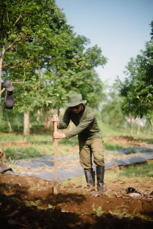A peanut farmer manually creating holes in the soil using a wooden stick to plant peanut seeds. Traditional farming methodの写真素材