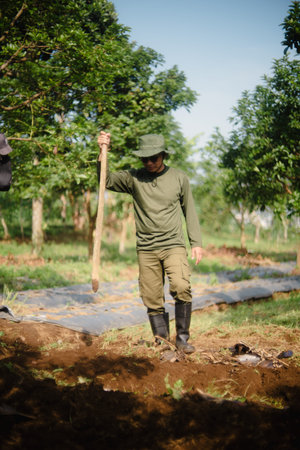A peanut farmer manually creating holes in the soil using a wooden stick to plant peanut seeds....
