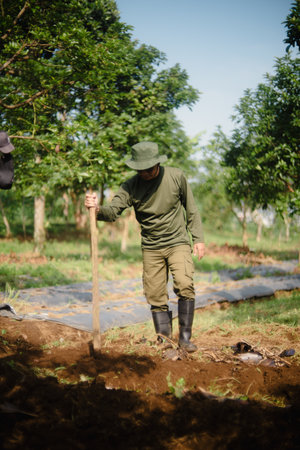 A peanut farmer manually creating holes in the soil using a wooden stick to plant peanut seeds. Traditional farming methodの写真素材