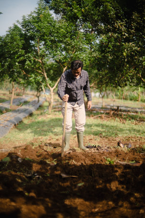 A peanut farmer manually creating holes in the soil using a wooden stick to plant peanut seeds. Traditional farming methodの写真素材