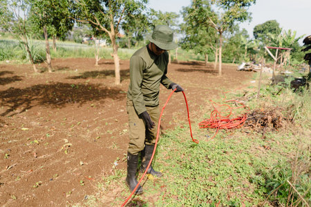 A farmer unrolling and arranging a long hose to irrigate his peanut field. Manual preparation for crop watering in an agricultural settingの写真素材