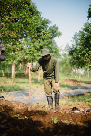 A peanut farmer manually creating holes in the soil using a wooden stick to plant peanut seeds. Traditional farming methodの写真素材