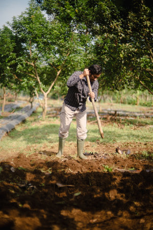 A peanut farmer manually creating holes in the soil using a wooden stick to plant peanut seeds. Traditional farming methodの写真素材