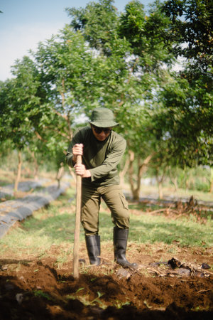 A peanut farmer manually creating holes in the soil using a wooden stick to plant peanut seeds. Traditional farming methodの写真素材