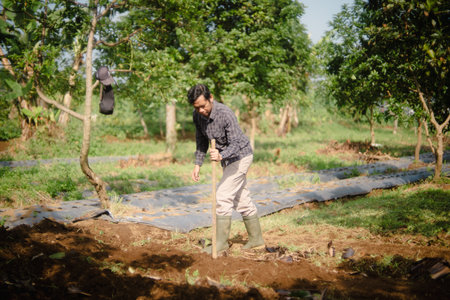 A peanut farmer manually creating holes in the soil using a wooden stick to plant peanut seeds. Traditional farming methodの写真素材
