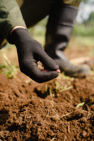 Close-up of peanut seeds prepared for planting. The seeds are ready to be placed into the soil as...