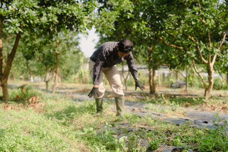 A farmer cleaning out weeds and unwanted plants from a scallion (green onion) garden to ensure healthy crop growth and reduce competition for nutrientsの写真素材