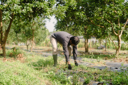 A farmer cleaning out weeds and unwanted plants from a scallion (green onion) garden to ensure healthy crop growth and reduce competition for nutrientsの写真素材
