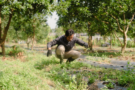 A farmer cleaning out weeds and unwanted plants from a scallion (green onion) garden to ensure healthy crop growth and reduce competition for nutrientsの写真素材