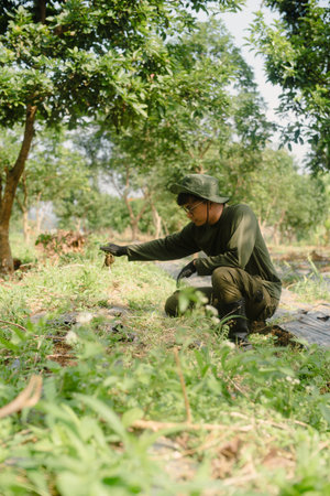 A farmer cleaning out weeds and unwanted plants from a scallion (green onion) garden to ensure healthy crop growth and reduce competition for nutrientsの写真素材