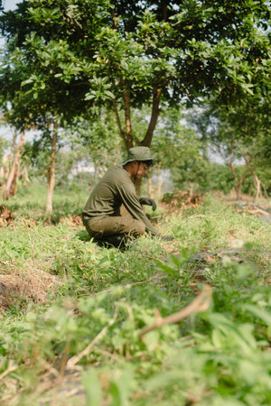 A farmer cleaning out weeds and unwanted plants from a scallion (green onion) garden to ensure...