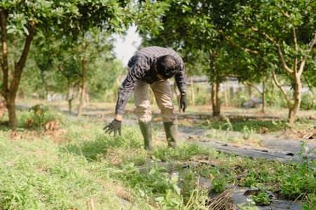 A farmer cleaning out weeds and unwanted plants from a scallion (green onion) garden to ensure healthy crop growth and reduce competition for nutrientsの写真素材