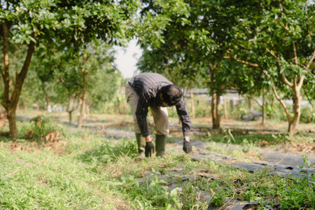 A farmer cleaning out weeds and unwanted plants from a garden to ensure healthy crop growth and...