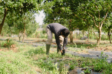 A farmer cleaning out weeds and unwanted plants from a scallion (green onion) garden to ensure...