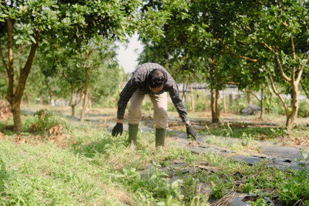A farmer cleaning out weeds and unwanted plants from a garden to ensure healthy crop growth and reduce competition for nutrients.の写真素材