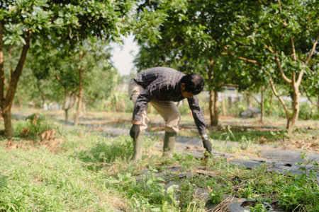 A farmer cleaning out weeds and unwanted plants from a garden to ensure healthy crop growth and reduce competition for nutrientsの写真素材