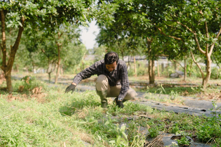 A farmer cleaning out weeds and unwanted plants from a scallion (green onion) garden to ensure healthy crop growth and reduce competition for nutrientsの写真素材