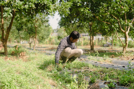 A farmer cleaning out weeds and unwanted plants from a scallion (green onion) garden to ensure healthy crop growth and reduce competition for nutrientsの写真素材