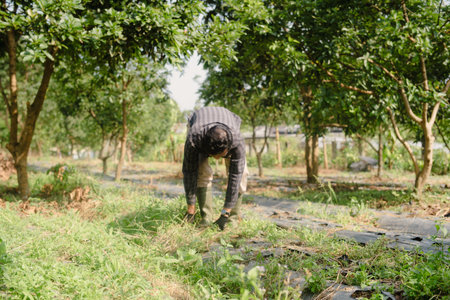 A farmer cleaning out weeds and unwanted plants from a scallion (green onion) garden to ensure healthy crop growth and reduce competition for nutrientsの写真素材