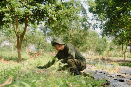 A farmer cleaning out weeds and unwanted plants from a scallion (green onion) garden to ensure...