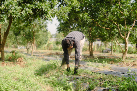 A farmer cleaning out weeds and unwanted plants from a scallion (green onion) garden to ensure healthy crop growth and reduce competition for nutrientsの写真素材
