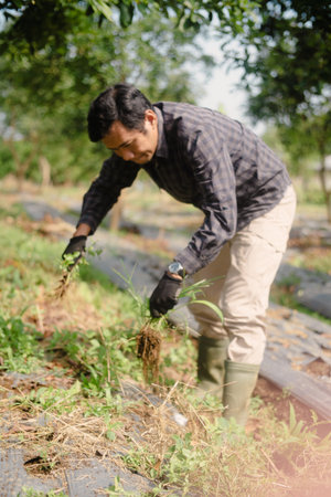 A farmer cleaning out weeds and unwanted plants from a scallion (green onion) garden to ensure healthy crop growth and reduce competition for nutrientsの写真素材