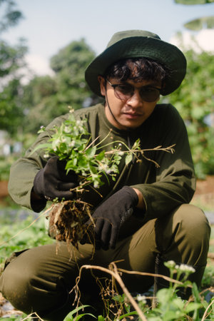 A farmer cleaning out weeds and unwanted plants from a scallion (green onion) garden to ensure healthy crop growth and reduce competition for nutrientsの写真素材