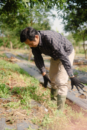 A farmer cleaning out weeds and unwanted plants from a scallion (green onion) garden to ensure healthy crop growth and reduce competition for nutrientsの写真素材