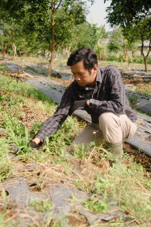 A farmer cleaning out weeds and unwanted plants from a scallion (green onion) garden to ensure healthy crop growth and reduce competition for nutrientsの写真素材