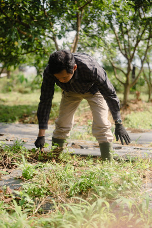 A farmer cleaning out weeds and unwanted plants from a scallion (green onion) garden to ensure healthy crop growth and reduce competition for nutrientsの写真素材