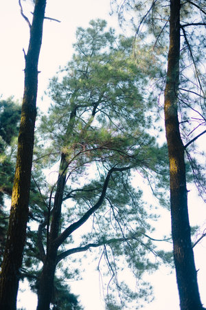 A beautiful landscape with tall pine trees standing in the wild, offering a peaceful and refreshing...