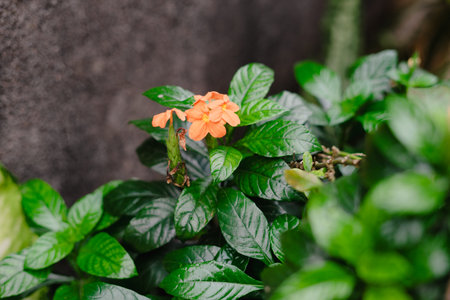 A stunning image capturing an orange flower in full bloom, surrounded by lush, green foliage. The close-up perspective highlights the delicate petals, intricate textures, and vibrant colors of theの写真素材