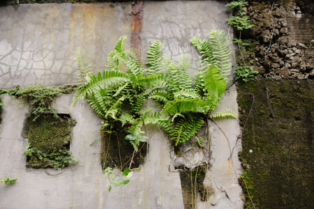 A vibrant composition of nature reclaiming a weathered wall. Lush green ferns and moss gracefully cascade down the textured surface, showcasing the interplay of life and decay, offering a glimpse ofの写真素材
