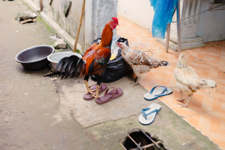 A vibrant image featuring a rooster sporting flip-flops, with hens nearby. A humorous scene of poultry in an urban environment, capturing a unique moment of style and unexpected footwear.の写真素材