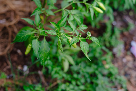 A close-up shot showcases a chili pepper plant, its vibrant green leaves and unripe peppers creating...