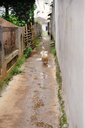 A pair of ducks are observed walking through a narrow alleyway, framed by weathered walls and an aged pathway, hinting at a hidden rural scene tucked away.の写真素材