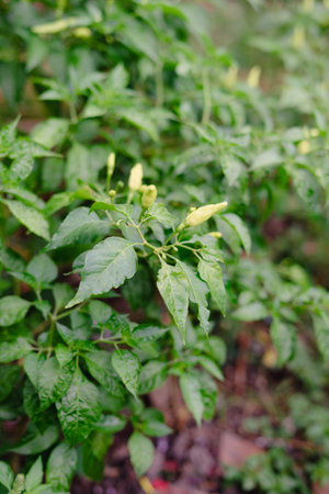 Vibrant close-up captures a chili pepper plant's intricate detail, featuring fresh green leaves and...