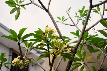 An image of a plant with yellow flowers and green leaves against a building facade and sky, capturing the beauty of nature and a peaceful scene during daylight hoursの写真素材
